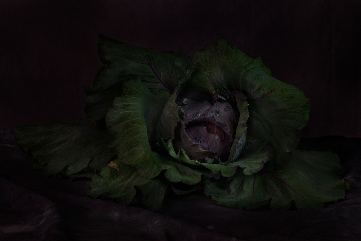 Fresh Red Cabbage