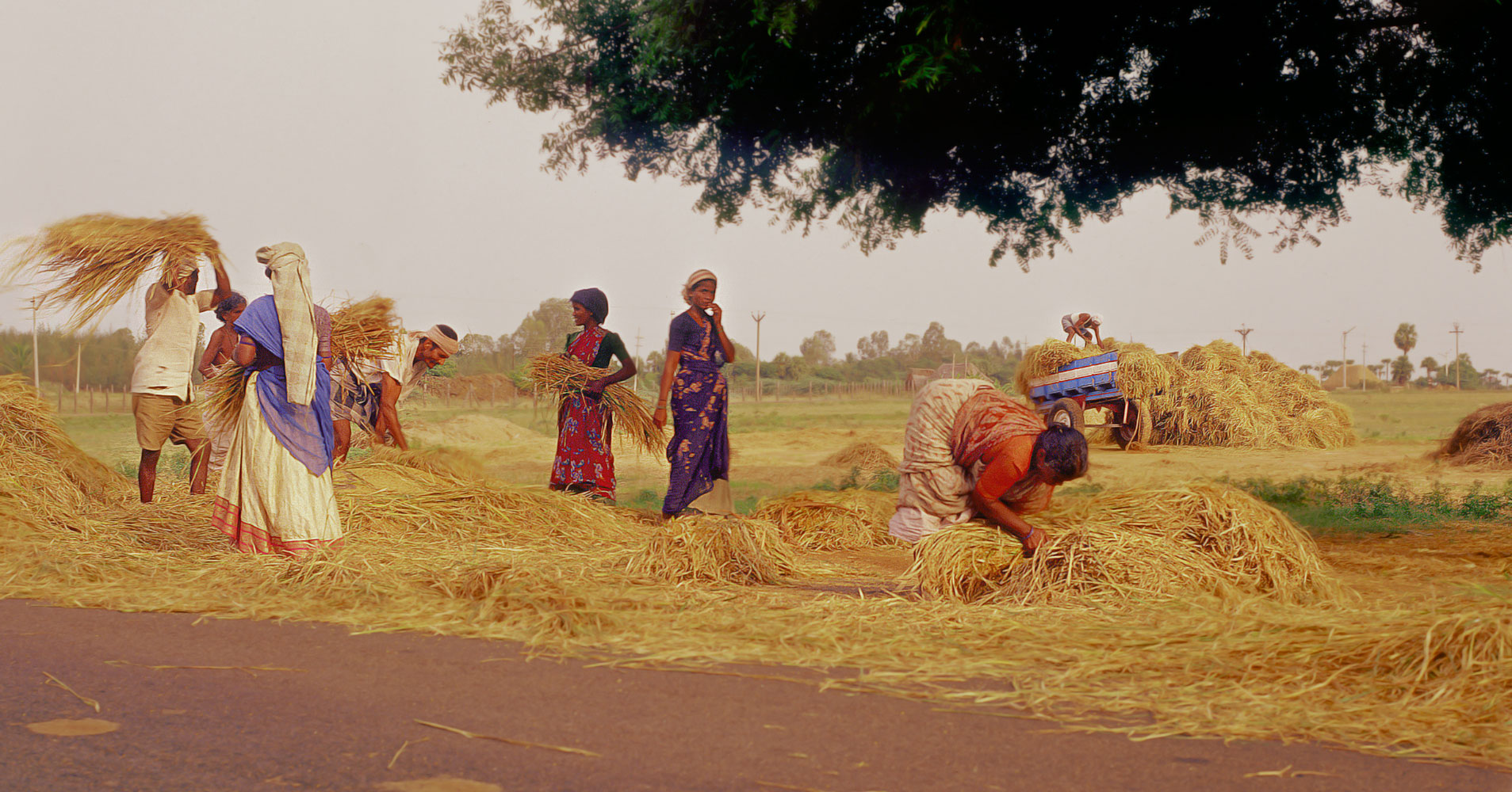 Late harvet in India
