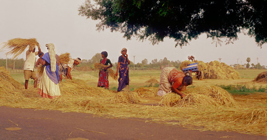Harvest, India