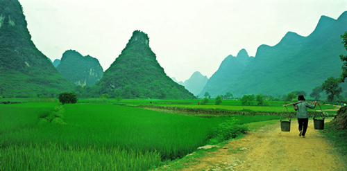 China, rice harvest